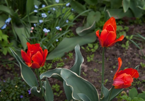 red Tulip in the garden in summer