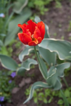 red Tulip in the garden in summer