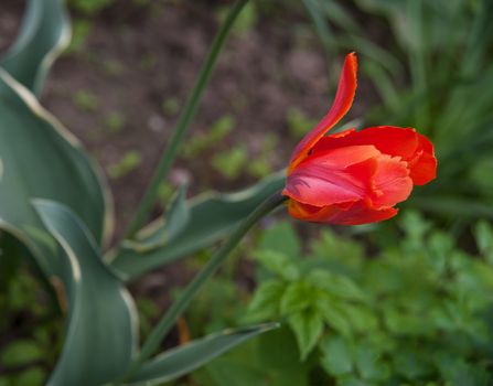 red Tulip in the garden in summer