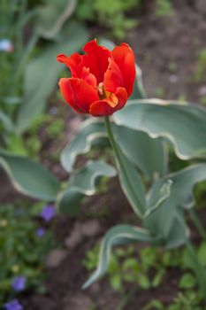 red Tulip in the garden in summer