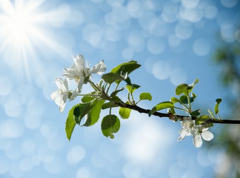 flowers of an Apple-tree on the green line