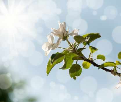 flowers of an Apple-tree on the green line