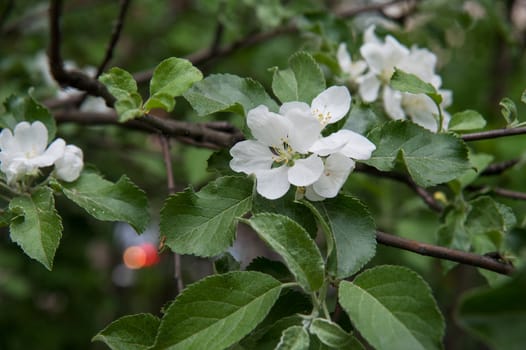 flowers of an Apple-tree on the green line