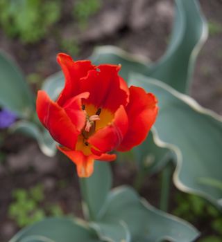 red Tulip in the garden in summer