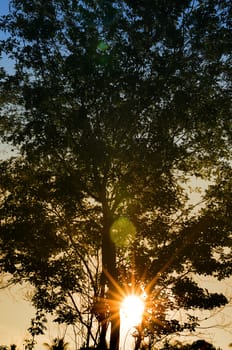 Sunrise sky with tree silhuoette