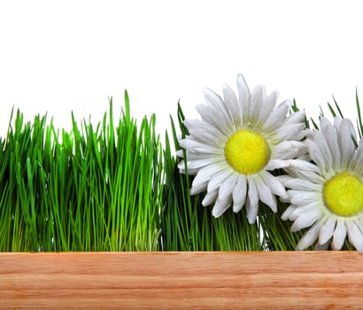 Flowers on the Grass and Wooden Board on the White Background Closeup