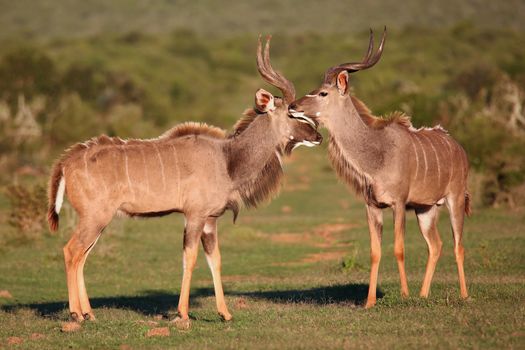 Two male kudu antelope with horns with long horns geeting each other