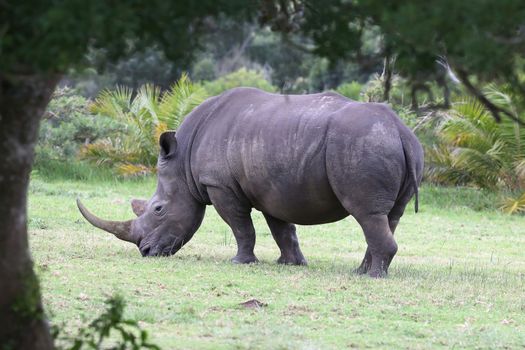 Large white rhino with huge curved horn standing under a tree