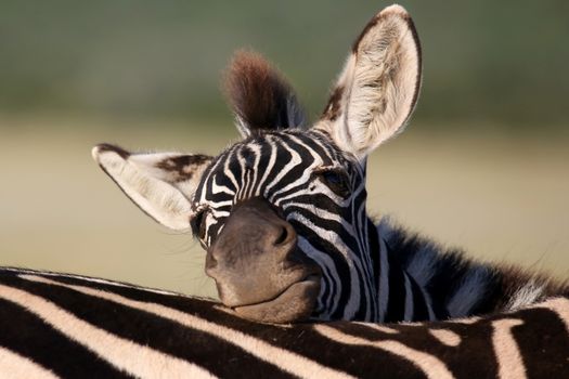 Young plains zebra with bold black and white stripes resting it's head