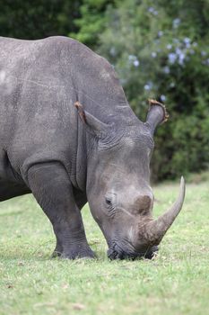 Large white rhino with huge curved horn grazing grass