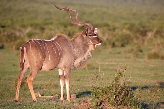 Large male kudu antelope with long spiralled horns 