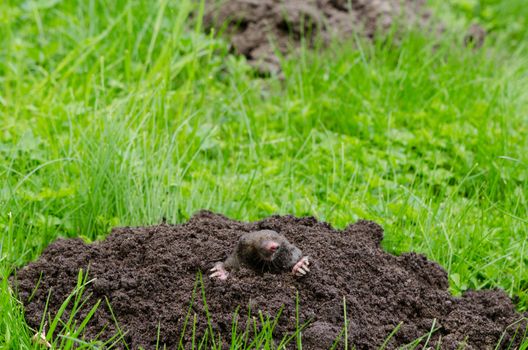 Mole put out his head from molehill hole. Enemy for beautiful lawn.