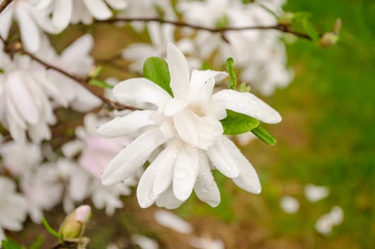 large white magnolia blossom in the garden after the rain