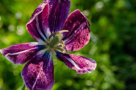 Early morning water dew drops on purple deflorated tulip flower bloom petals move in wind in spring garden. Birds sing.