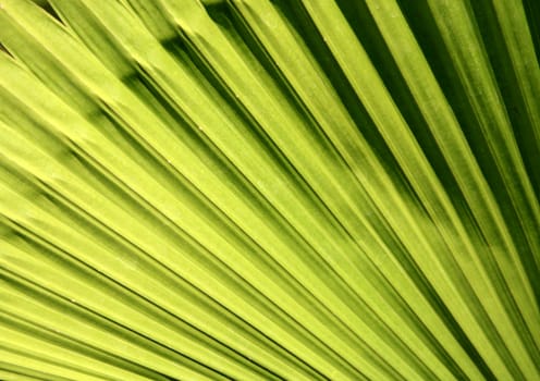 palm leaf