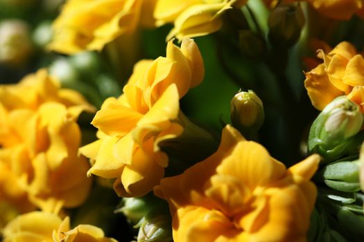 yellow flower close up nature background