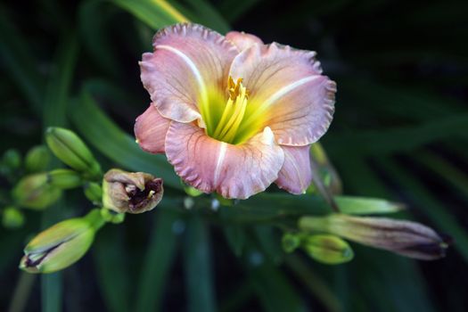 Pink lilies on a dark background