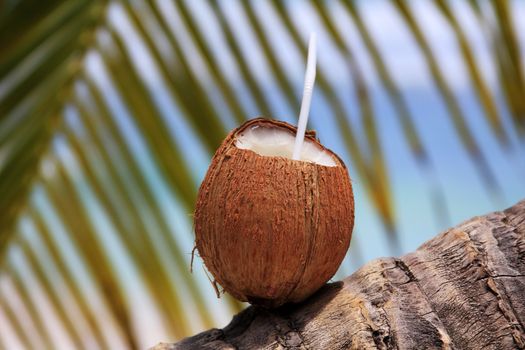 coconut with green leaf on sea background