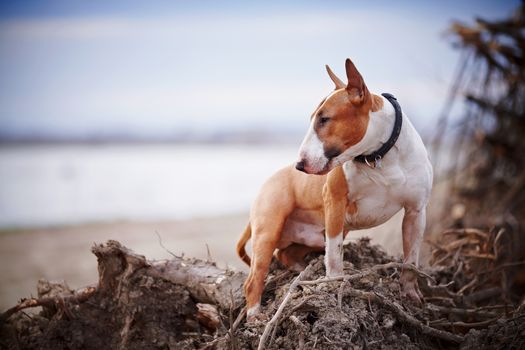 English bull terrier. Thoroughbred dog. Canine friend. Red dog.