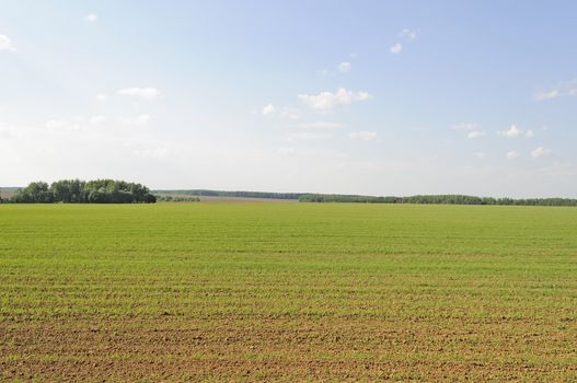 Green shoots of wheat on a farm field
