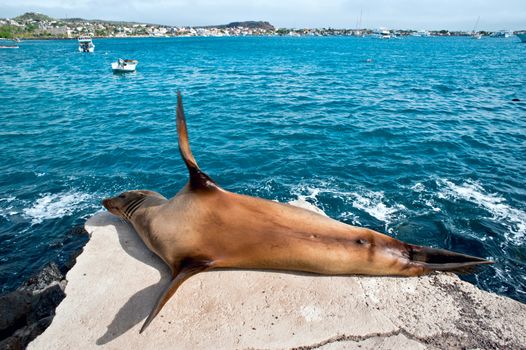 Sea lion resting under the sun, Puerto Baquerizo Moreno, Galapagos