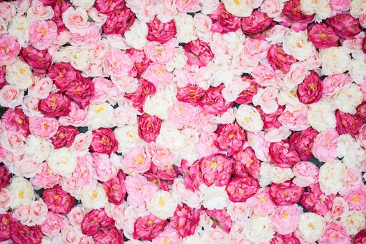 bright picture of background full of white and pink peonies