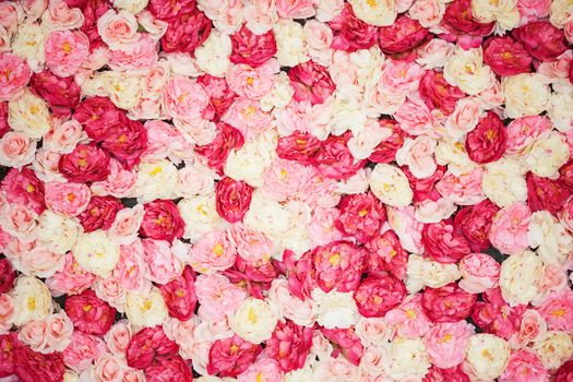 bright picture of background full of white and pink peonies