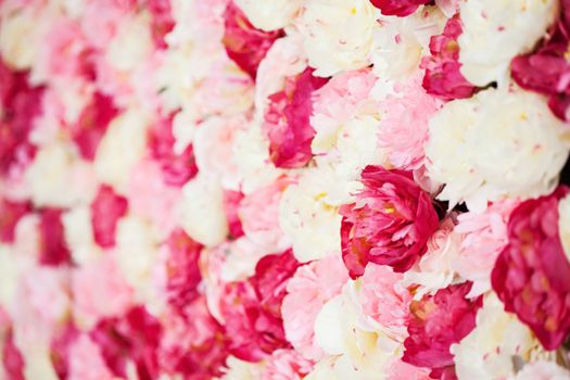 bright picture of background full of white and pink peonies