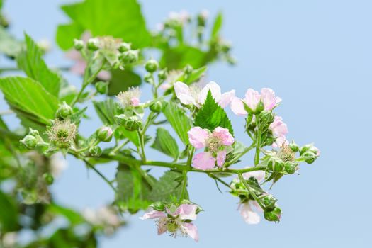 Summer raspberry blossoming bush with purple flowers and lush leafage against clear blue sky