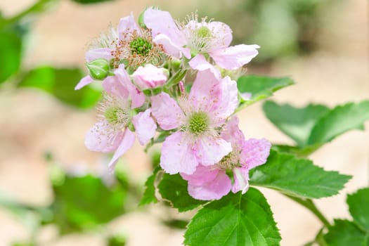 Bunch of blackberry or raspberry spring blossom with purple flowers