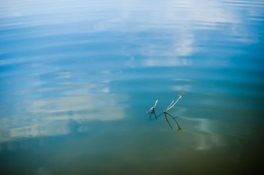 Pond and water reflection in spring nature in Thailand