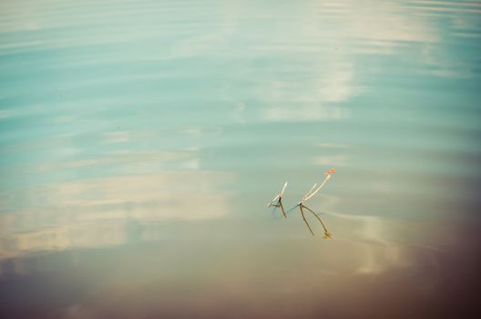 Pond and water reflection in spring nature in Thailand vintage