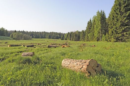 Deforested area in coniferous forest with sawn trees, Russia