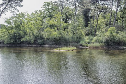 Plants on the Pialassa della Baiona brackish lagoon near Marina Romea along te  Adriatic seaside in Ravenna (Italy)