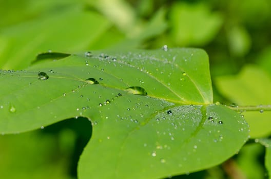 Closeup of dew water drops on tulip tree leaf move in wind and beautiful sun reflections. Amazing natural beauty.