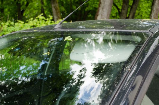 cracked windscreen front of the car with few tree leaves outdoor