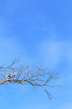 Brunch of tree against blue sky