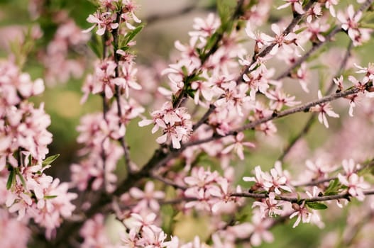 Blossoming Almond Branch
