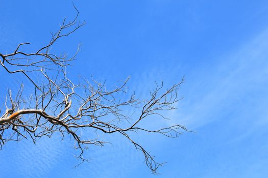 Brunch of tree against blue sky