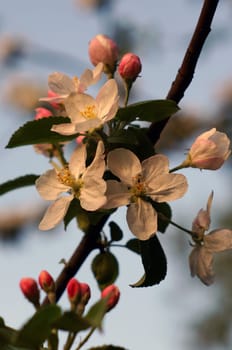 Branch blossoming apple                               