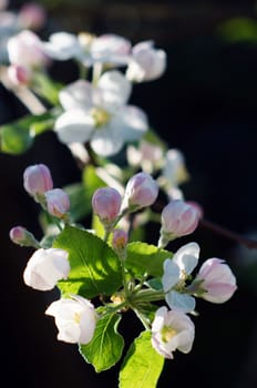 Branch blossoming apple