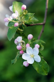 Branch blossoming apple