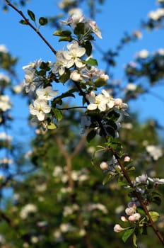 Branch blossoming apple-tree against the blue sky                               