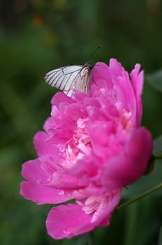 White butterfly on a flower pion