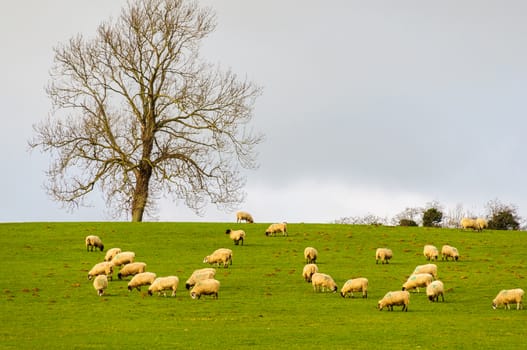 Sheep in a field in winter in the Cotswolds, UK