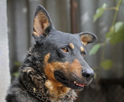 Portrait of mature dog sitting on the backyard