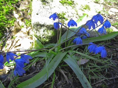 First Spring Flowers growing in the forest