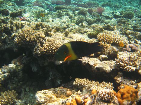 Tropical exotic fish in the Red sea. Cheilinus lunulatus
