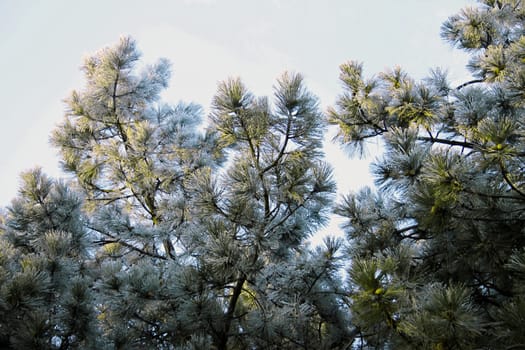 Snow laying on the green pins of Christmas tree