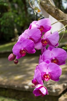 Spike of beautiful exotic purple Phalaenopsis orchids growing outdoors in a garden in Bali